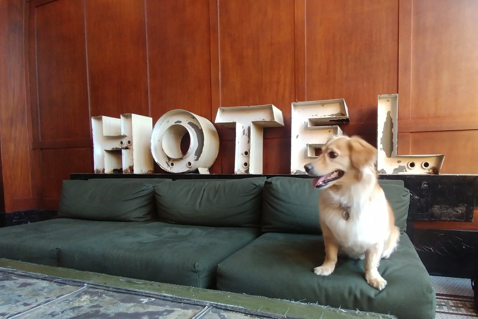 Travel Pup Adventure