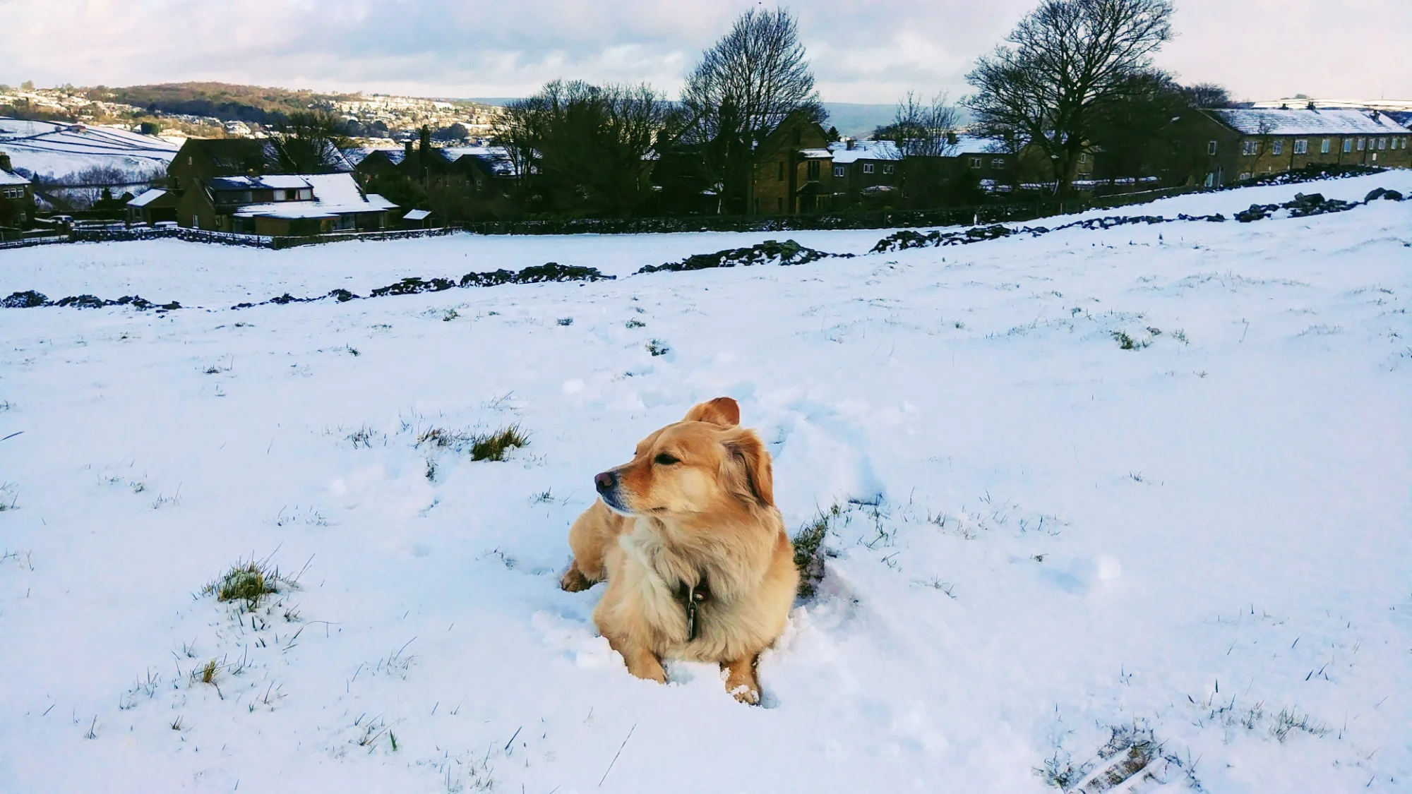 Travel Pup Adventure