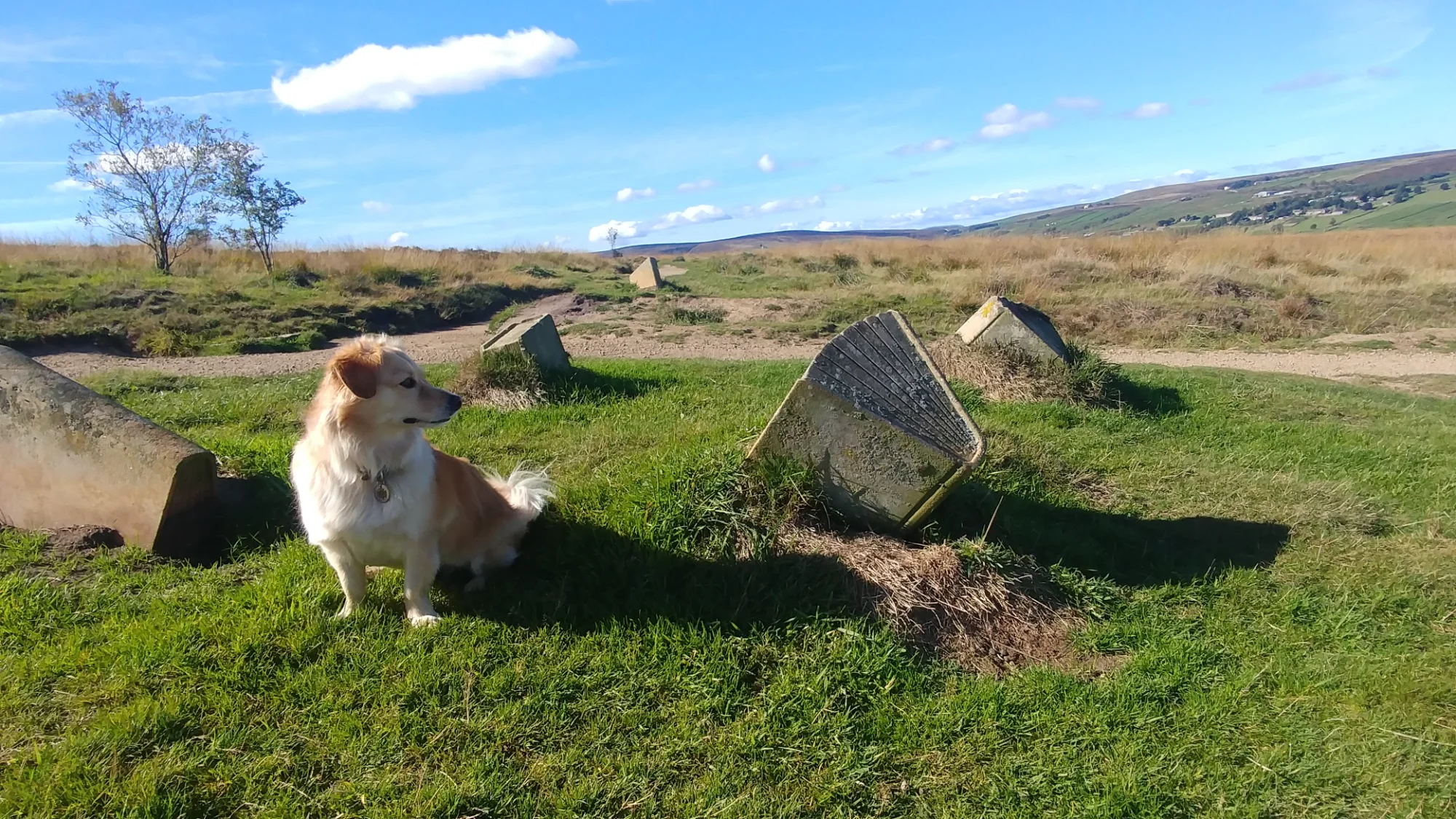 Travel Pup Adventure